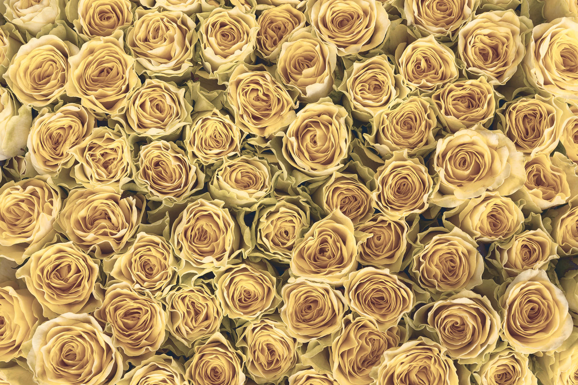             Pflanzen Fototapete goldene Rosen auf Premium Glattvlies
        