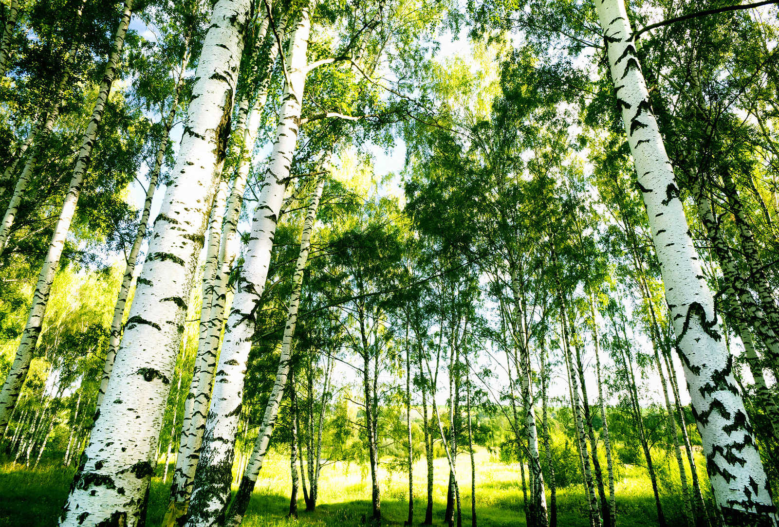         Fototapete Birkenwald im Sonnenschein – Grün, Weiß
    