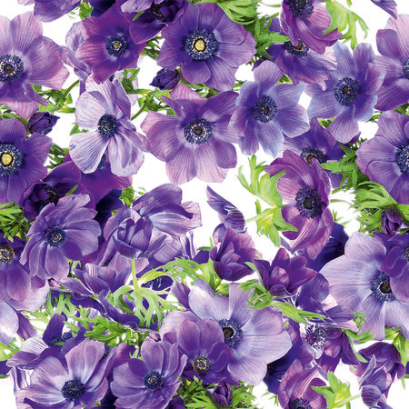 Fototapete Blumen Lila Blüten im XXL Format
