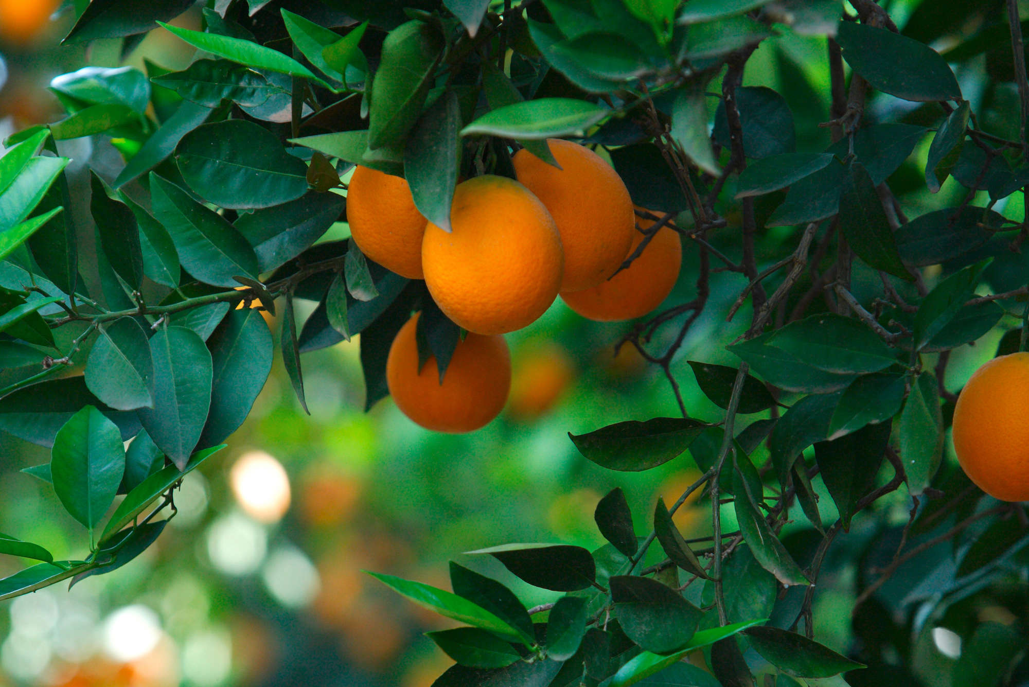             Fototapete Baum mit Früchten – Mattes Glattvlies
        