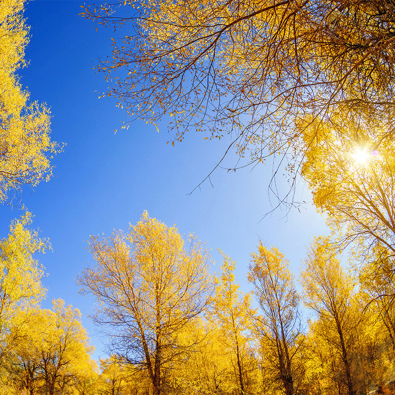 Natur Fototapete Laubwald im Herbst – Perlmutt Glattvlies
