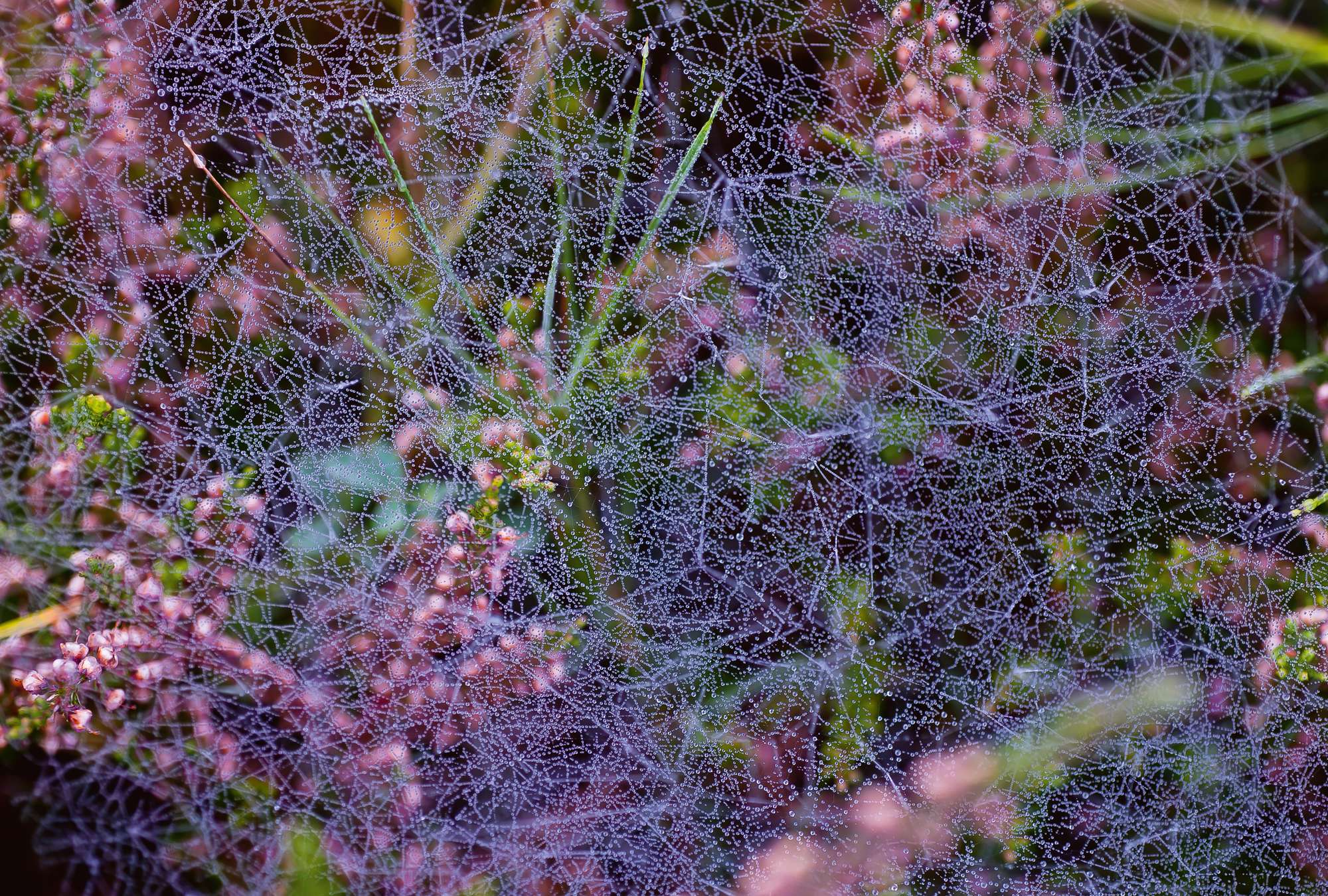             Morgentau – Fototapete Spinnengewebe im Sonnenschein
        