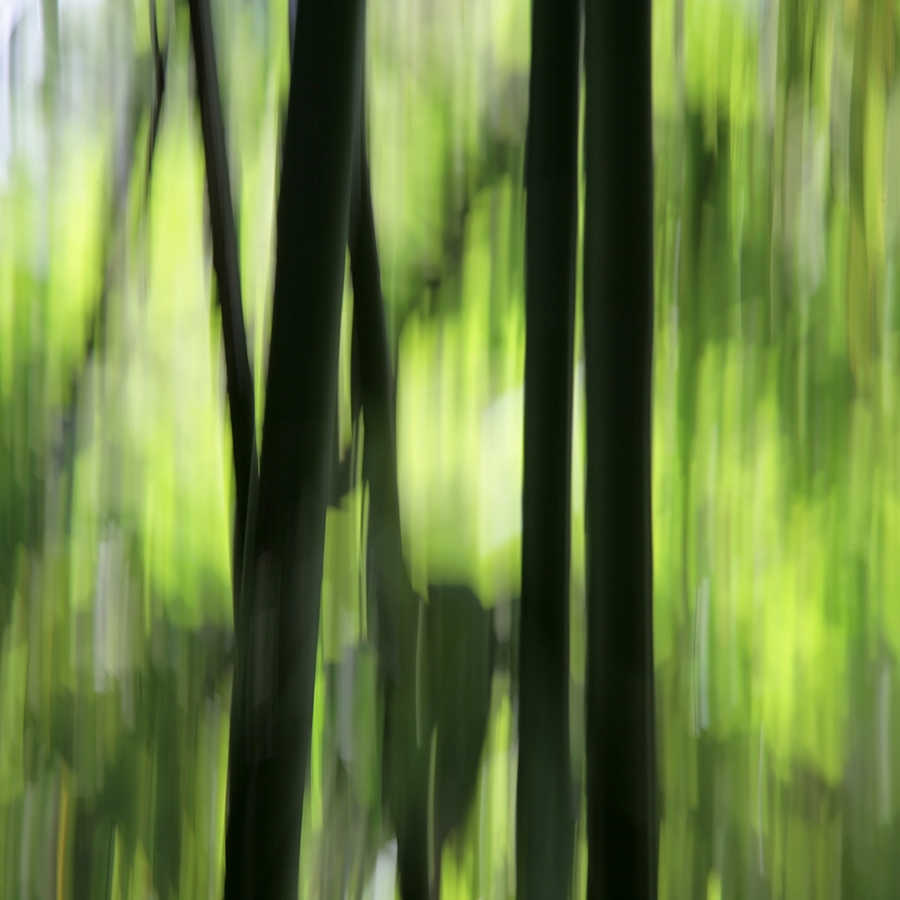 Fototapete verschwommener Bambus – Strukturiertes Vlies
