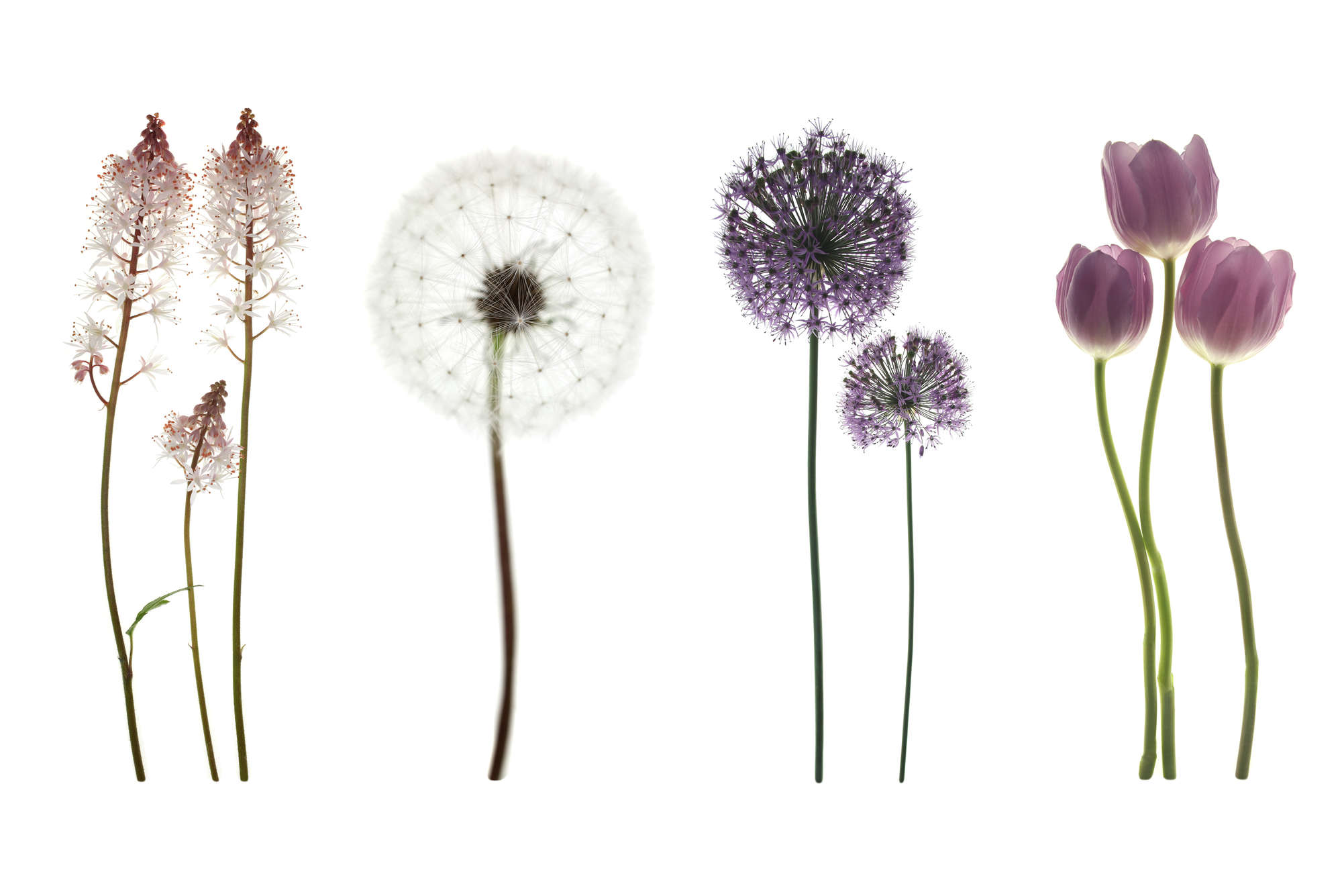             Fototapete mit Blumenvielfalt – Perlmutt Glattvlies
        