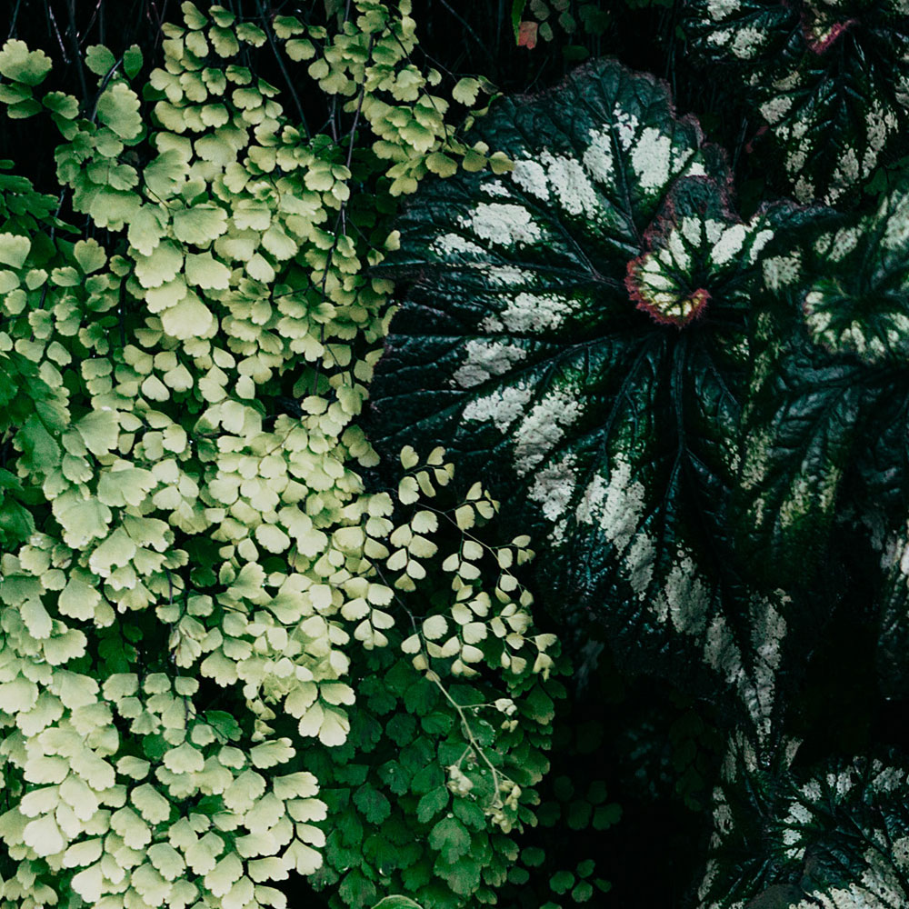             Deep Green 2 – Fototapete Blätterdickicht, Farne & Hängepflanzen
        