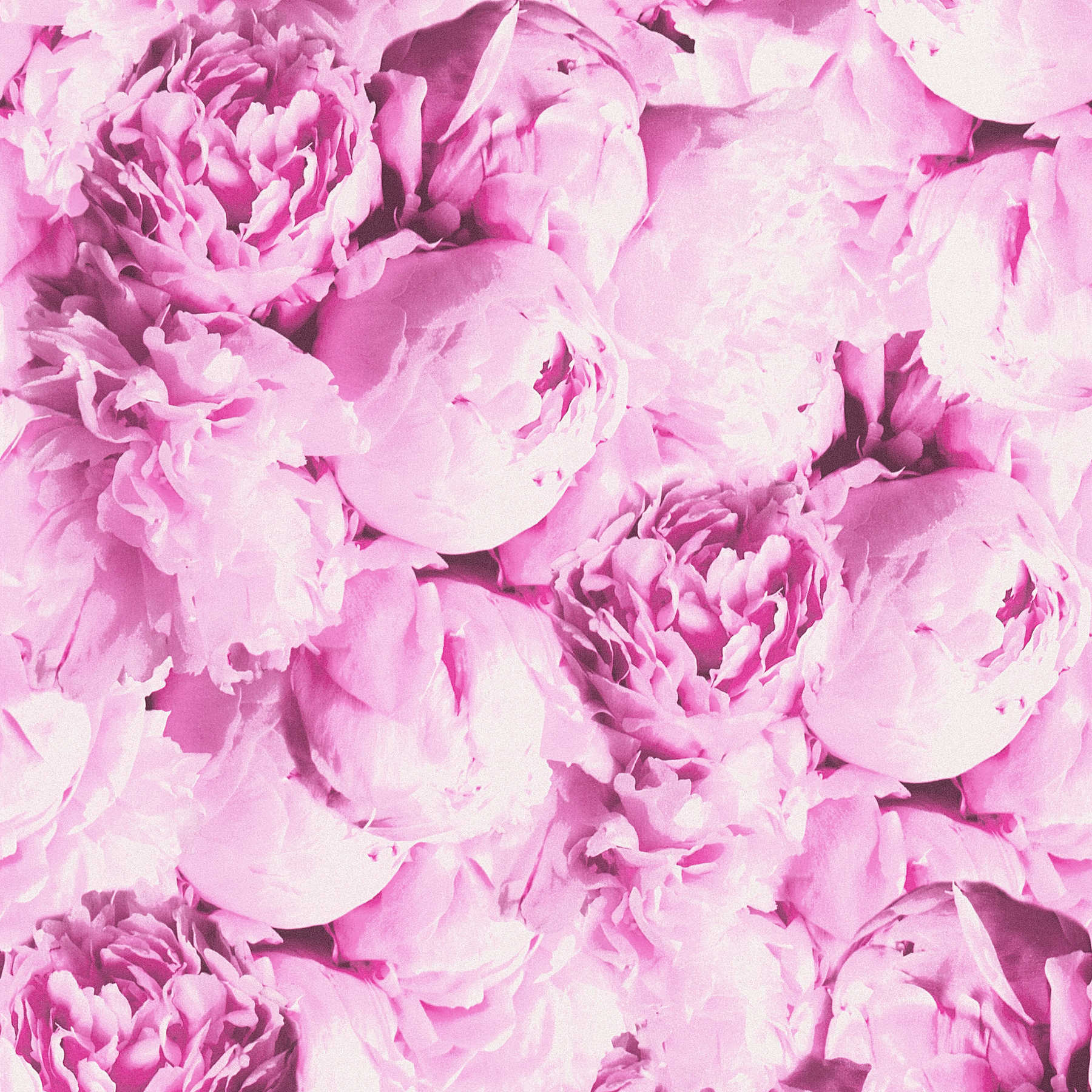         Blumentapete Rosen mit Schimmer Effekt – Rosa
    