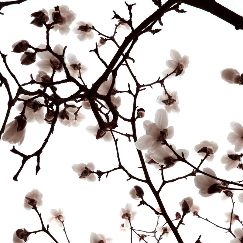 Fototapete weiße Blüten im Frühling – Perlmutt Glattvlies
