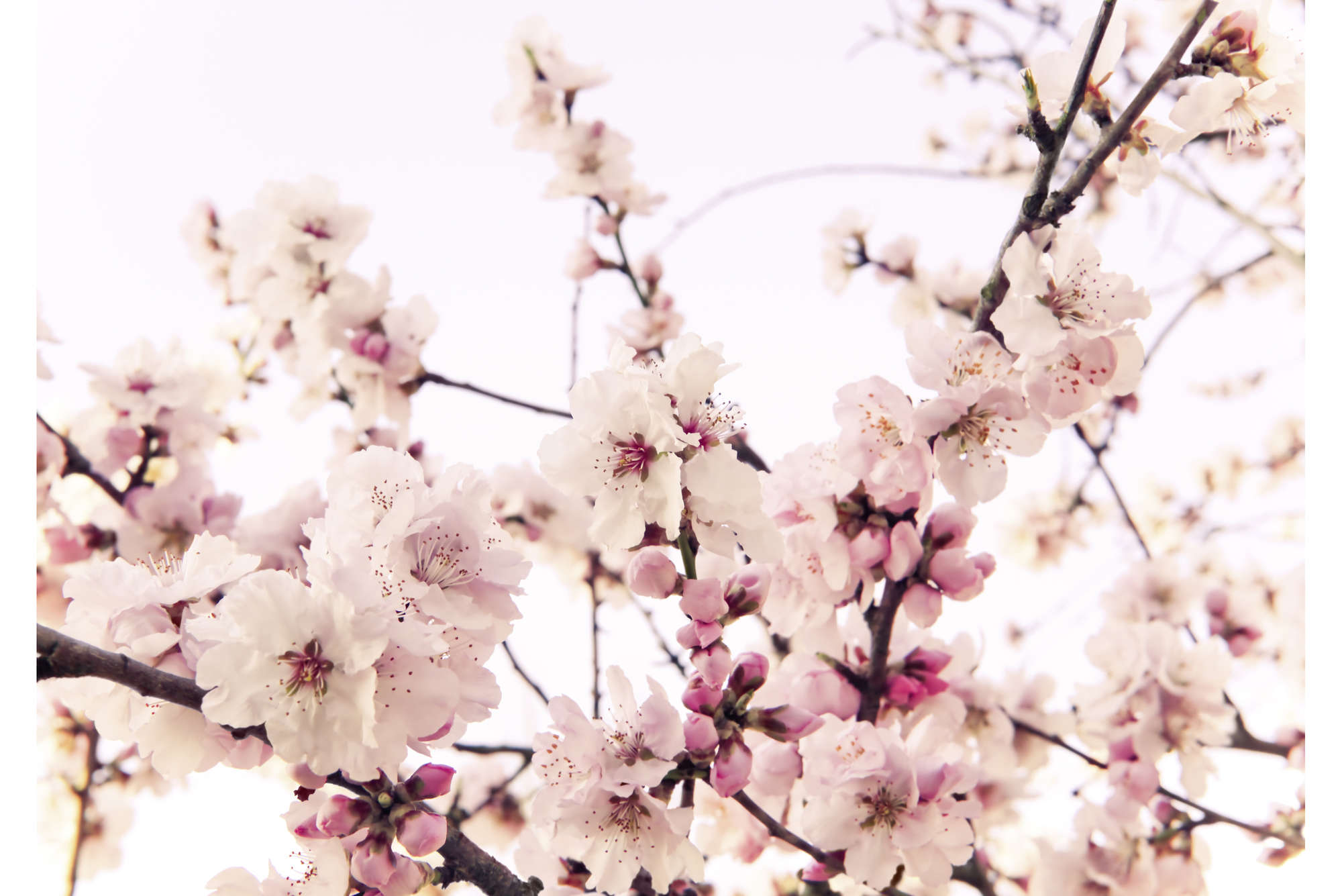            Natur Fototapete mit Kirschblüten – Mattes Glattvlies
        