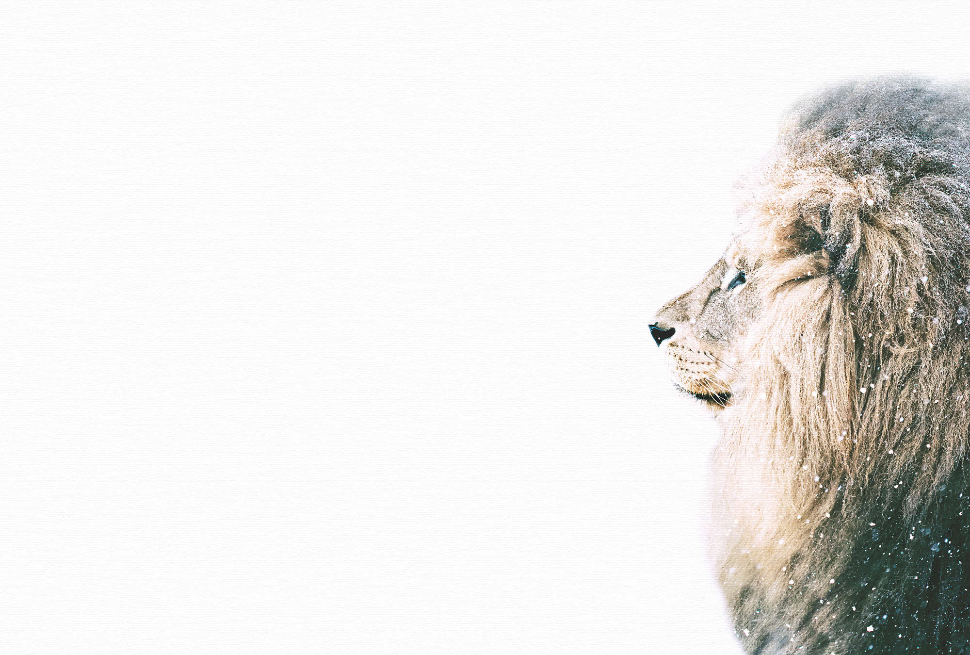             Tierische Fototapete majestätischer Löwe im XXL Design
        