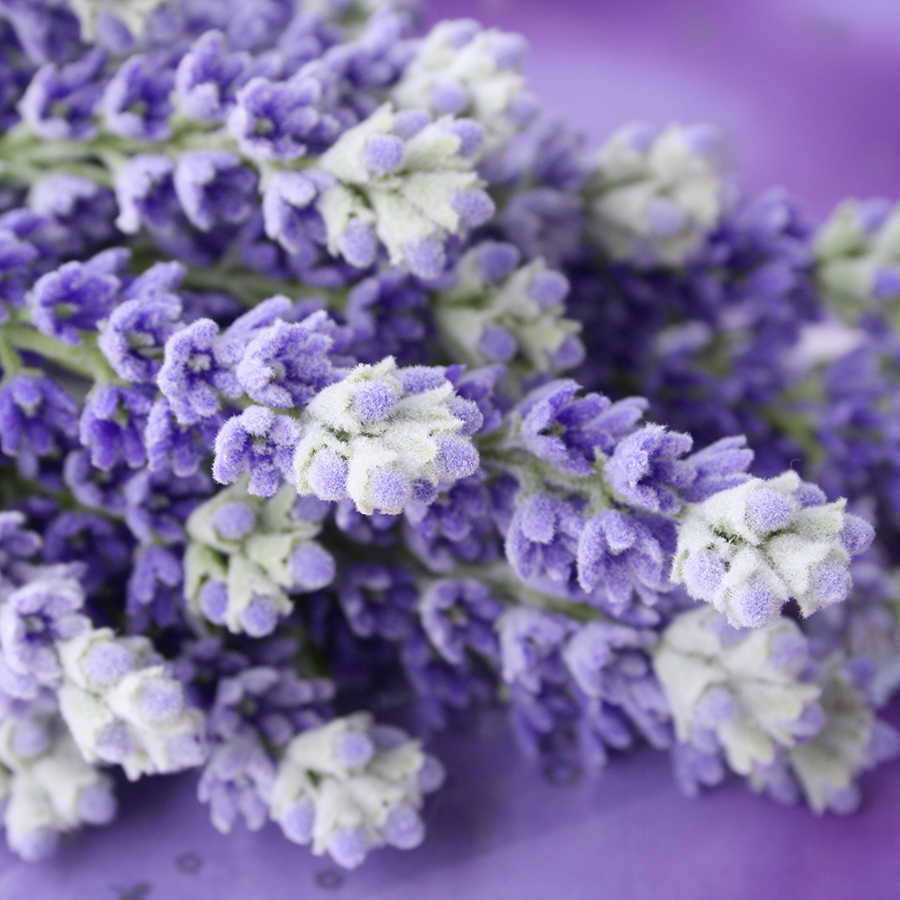         Fototapete Nahaufnahme von Lavendel – Premium Glattvlies
    