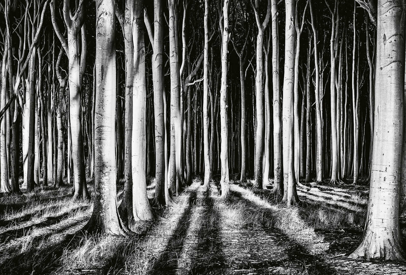             Fototapete Natur Geisterwald – Schwarz, Weiß, Grau
        