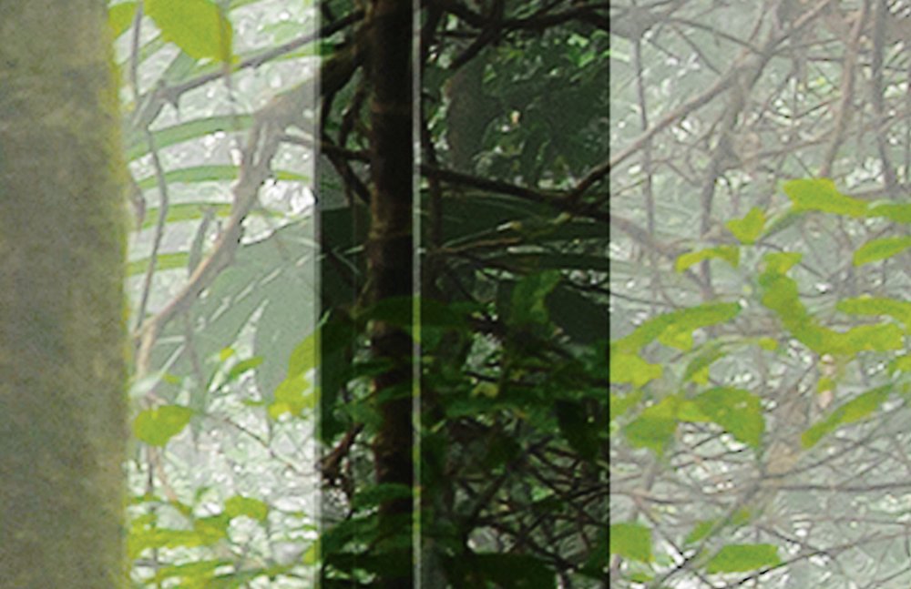             Rainforest 1 - Loftfenster Fototapete mit Dschungel Aussicht – Grün, Schwarz | Premium Glattvlies
        