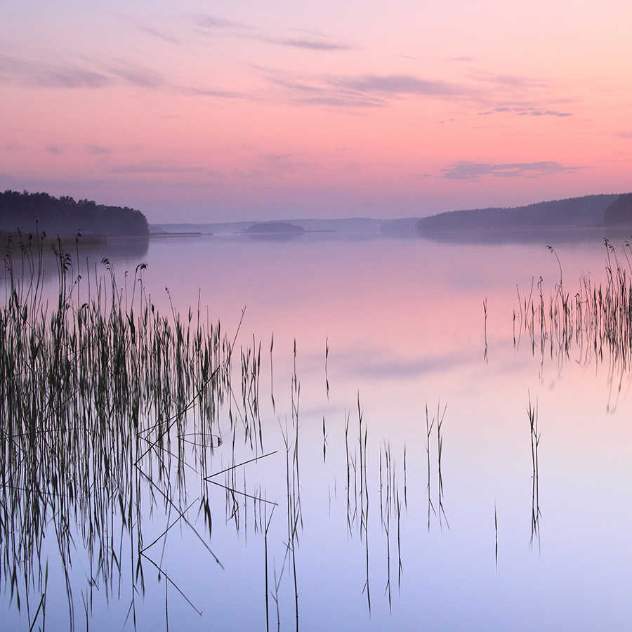 Natur Fototapete See mit Schilf am Abend auf Perlmutt Glattvlies
