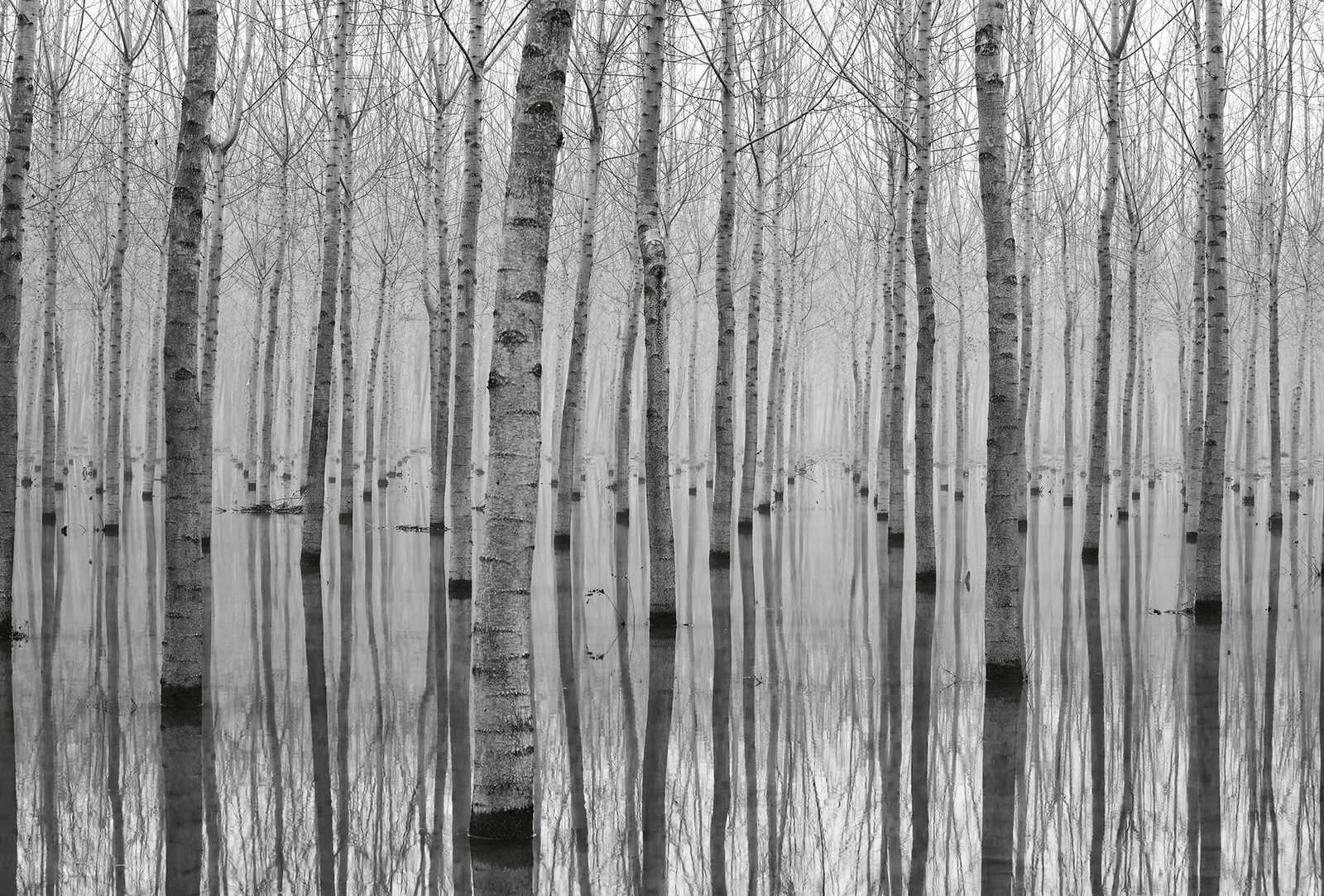 Fototapete Wald Birken im Wasser – Schwarz, Weiß, Grau
