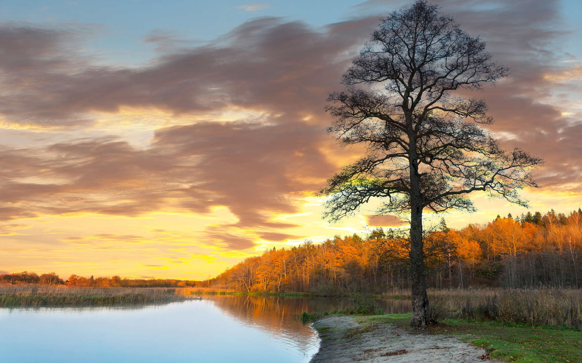             Fototapete Wald und Baum am Seeufer – Perlmutt Glattvlies
        