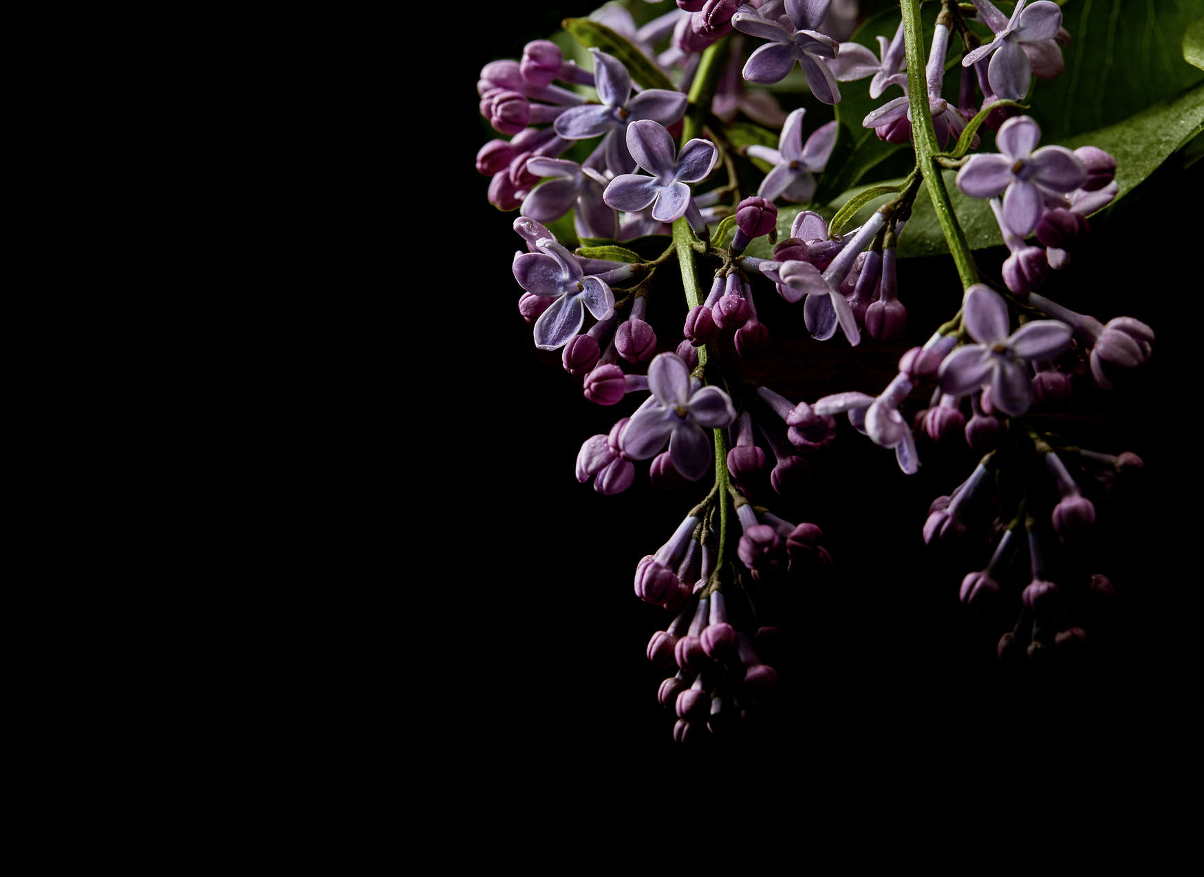             Fototapete Blüten auf schwarzen Hintergrund Close-Up – Lila, Schwarz
        