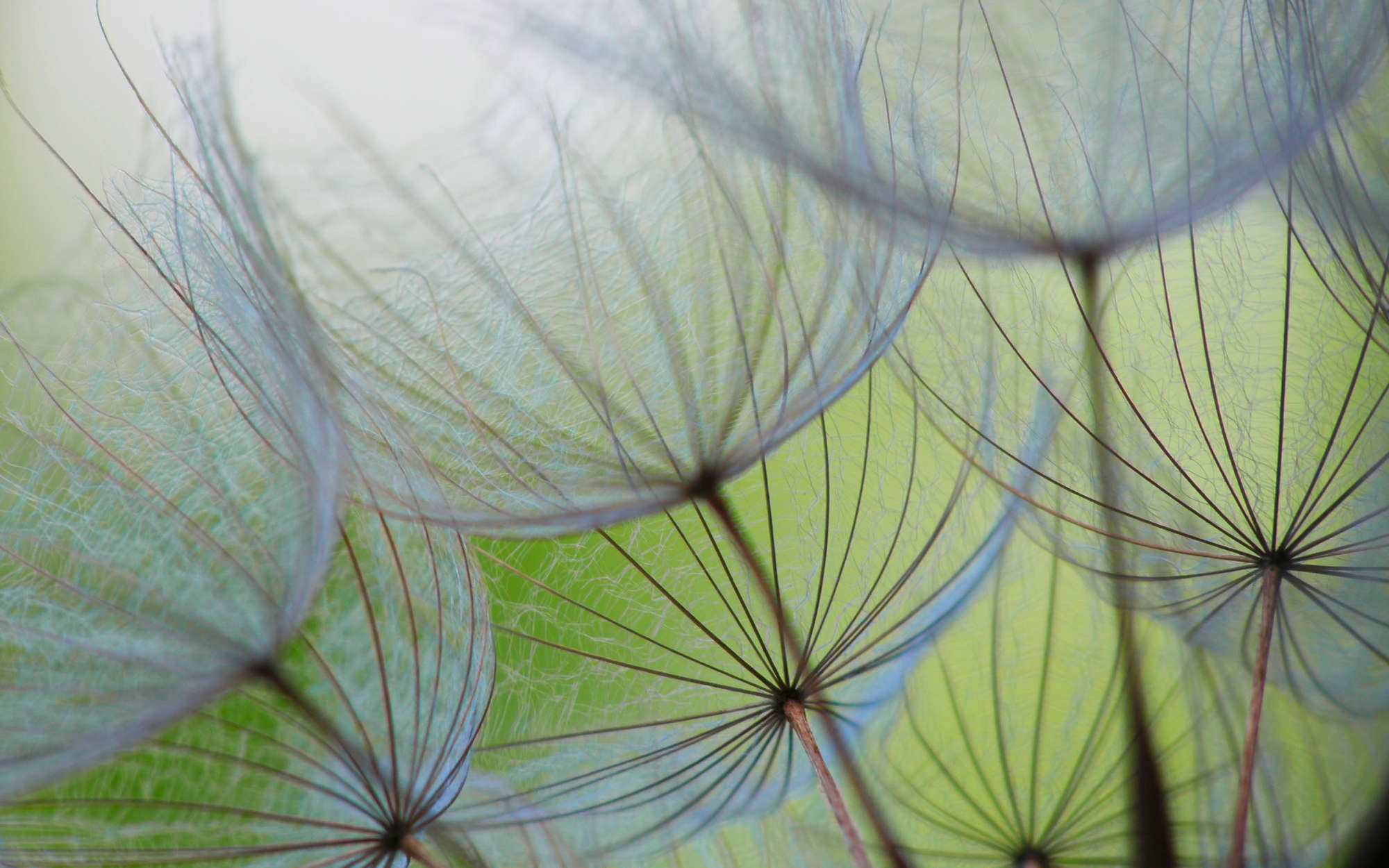            Fototapete Detailaufnahme mit Pusteblumen – Strukturiertes Vlies
        