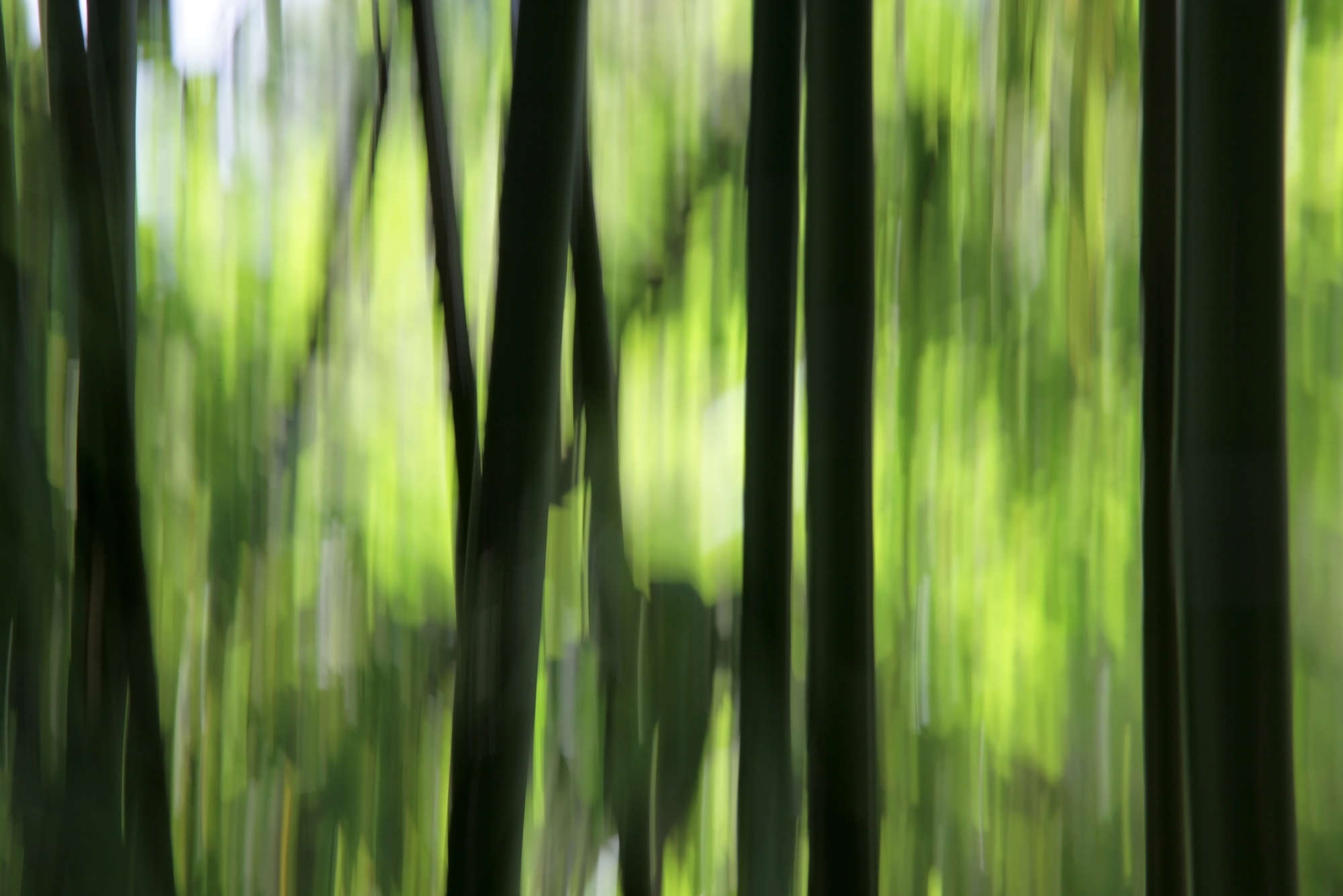             Fototapete verschwommener Bambus – Mattes Glattvlies
        