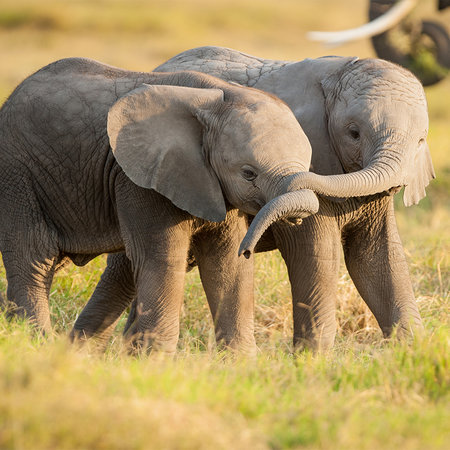         Fototapete Elefantenbabys in der Savanne
    