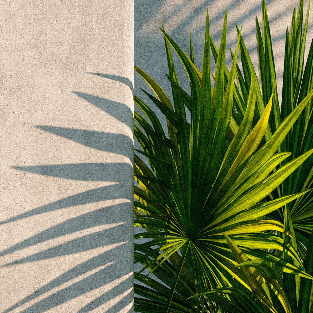             Tunis 1 – Fototapete Palmen im Innenhof mit Putz-Wänden
        