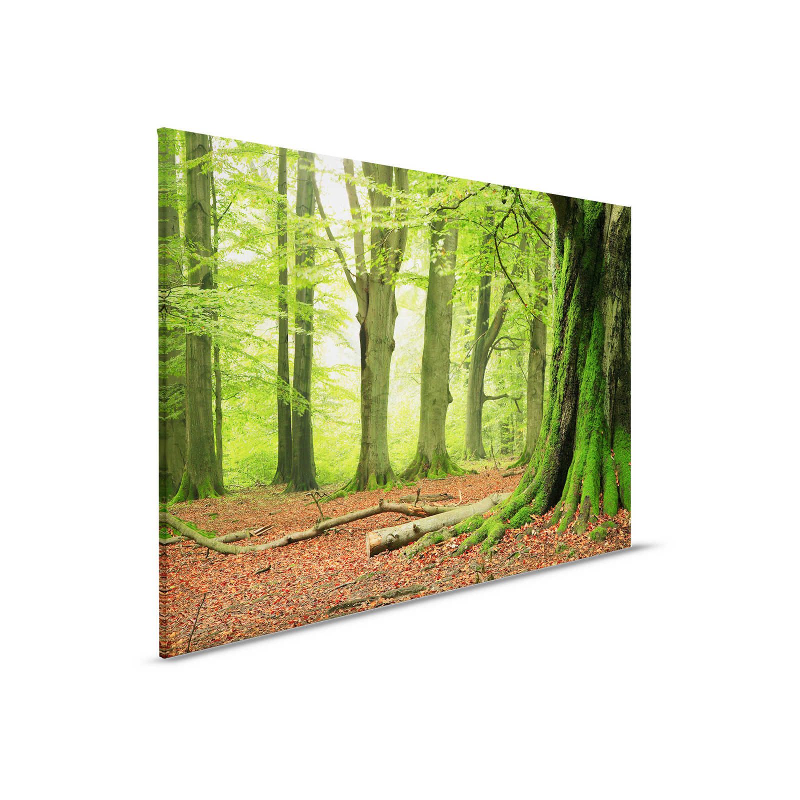 Natur Leinwandbild Wald mit Moosbäumen – 0,90 m x 0,60 m
