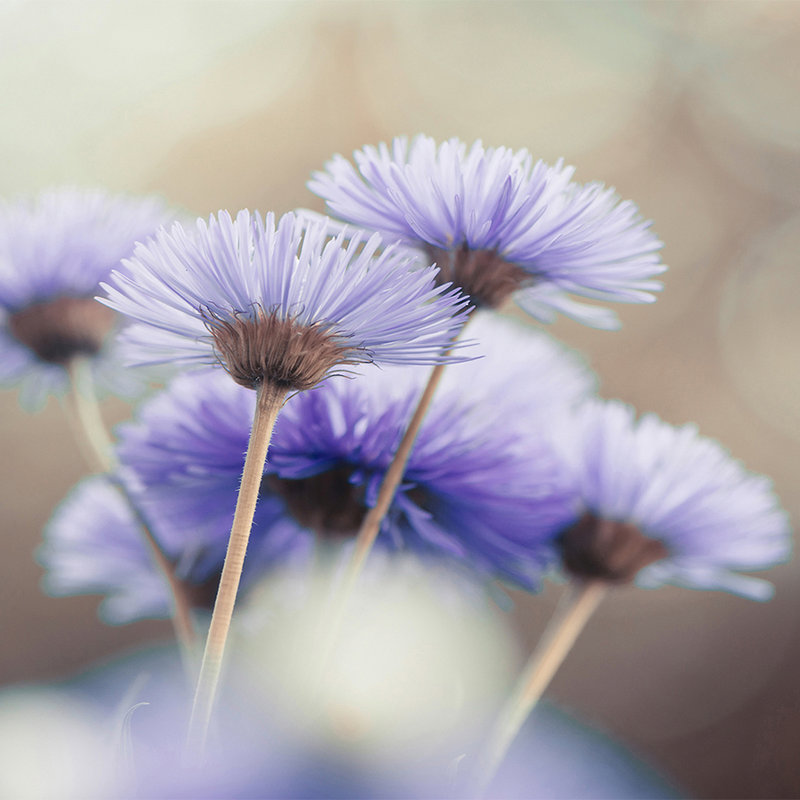 Fototapete Blumen in Violett – Perlmutt Glattvlies
