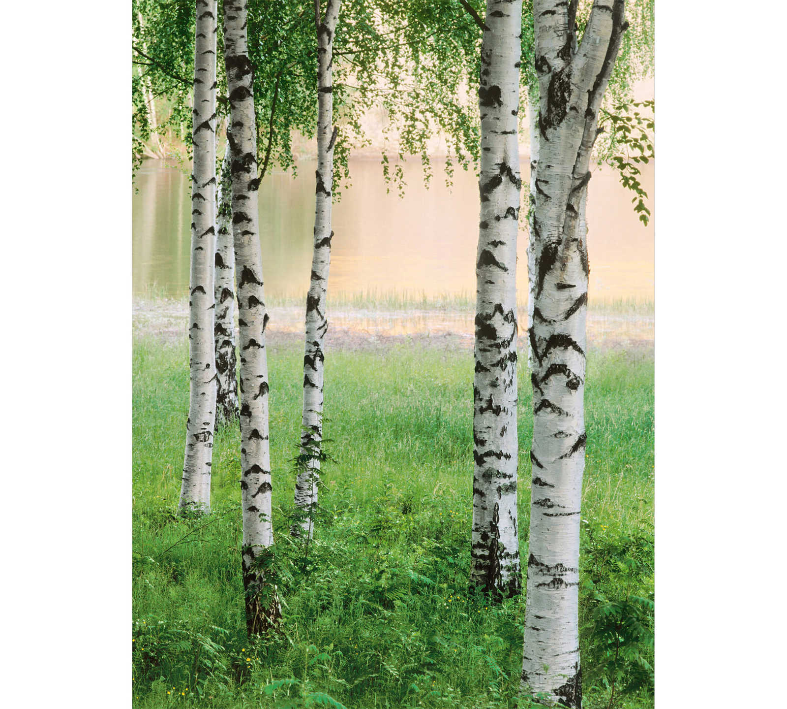 Birkenwald Fototapete Bäume am See, Hochformat
