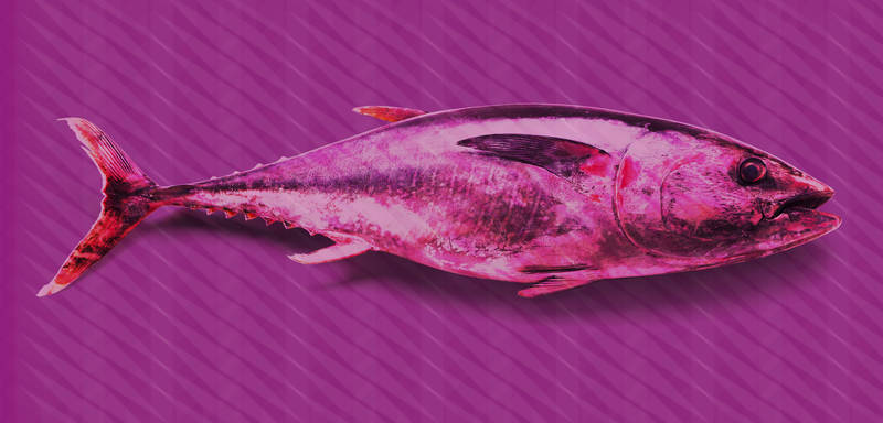             Thunfisch-Fototapete im Pop Art Stil – Violett, Rosa, Rot – Mattes Glattvlies
        