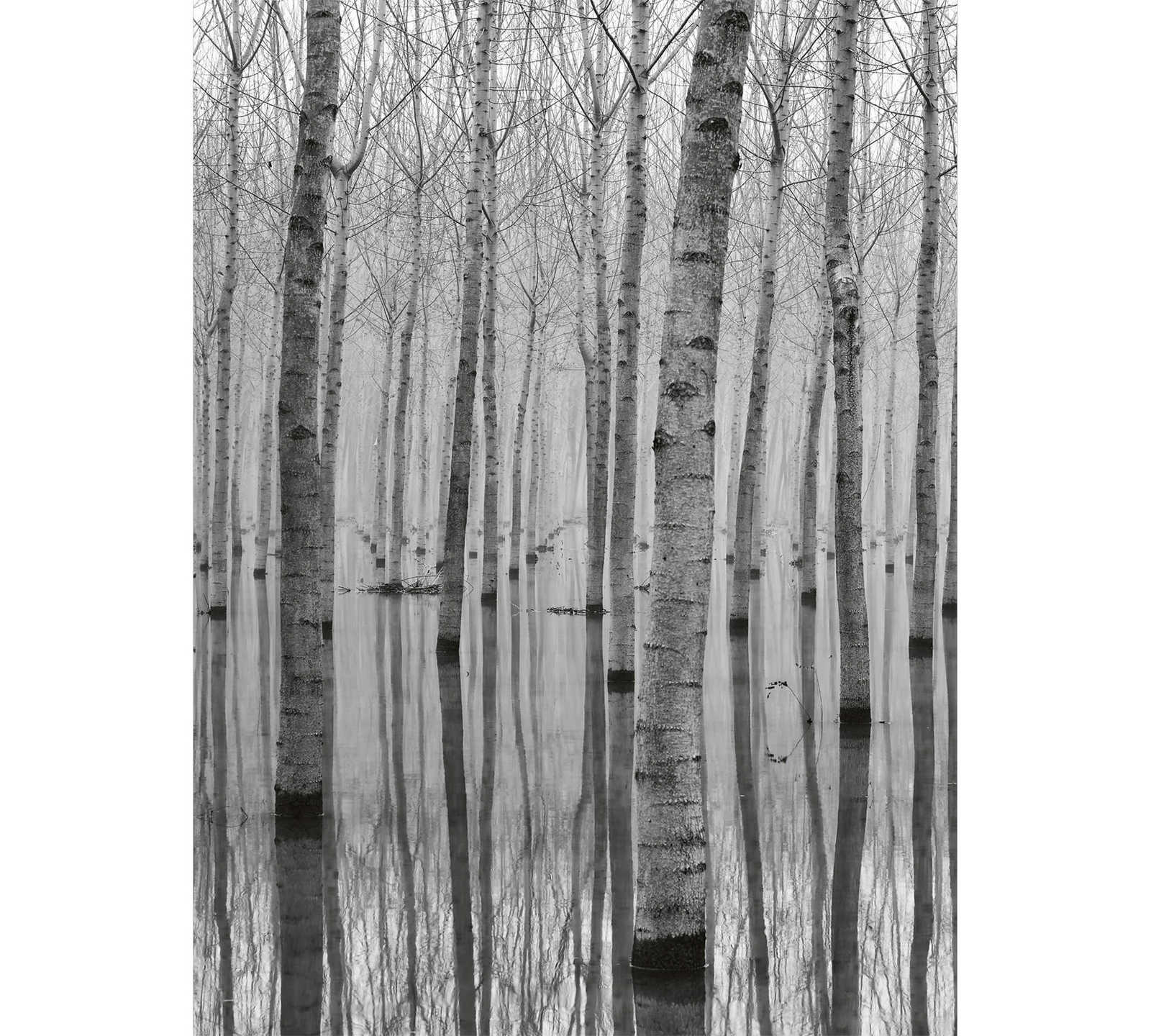 Fototapete Birkenwald im Wasser – Schwarz, Weiß, Grau
