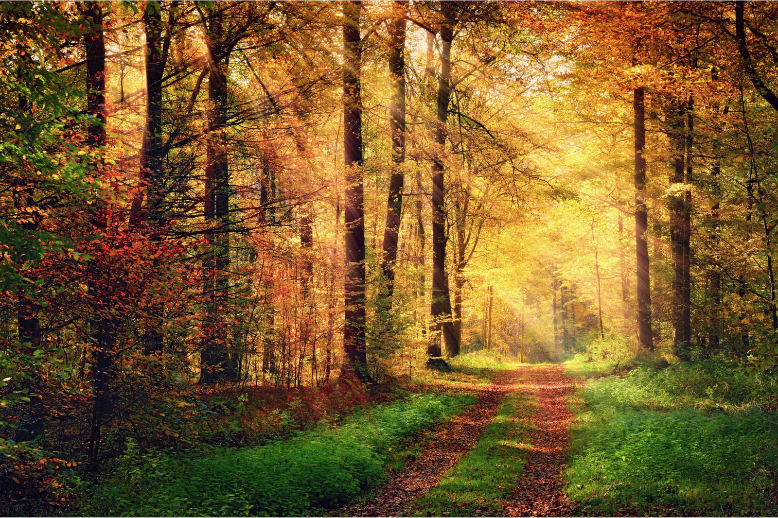             Leinwandbild Waldweg am Herbsttag mit Sonne – 0,90 m x 0,60 m
        
