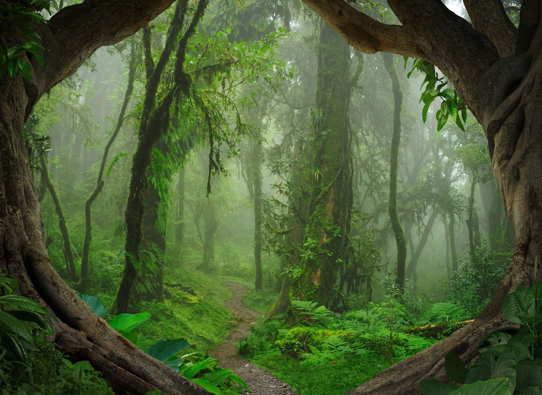             Magische Tropenwald Fototapete – Grün, Braun
        