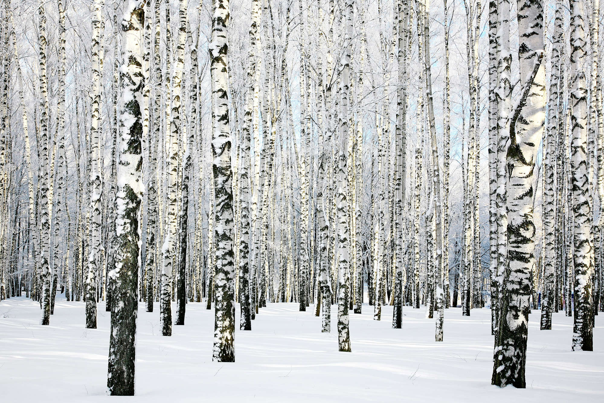             Natur Fototapete Birkenwald im Winter auf Perlmutt Glattvlies
        