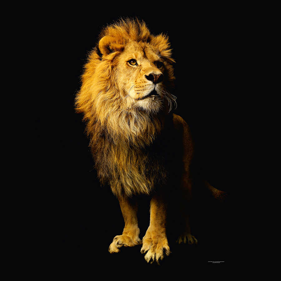         Löwe – Fototapete mit Tier-Portrait
    