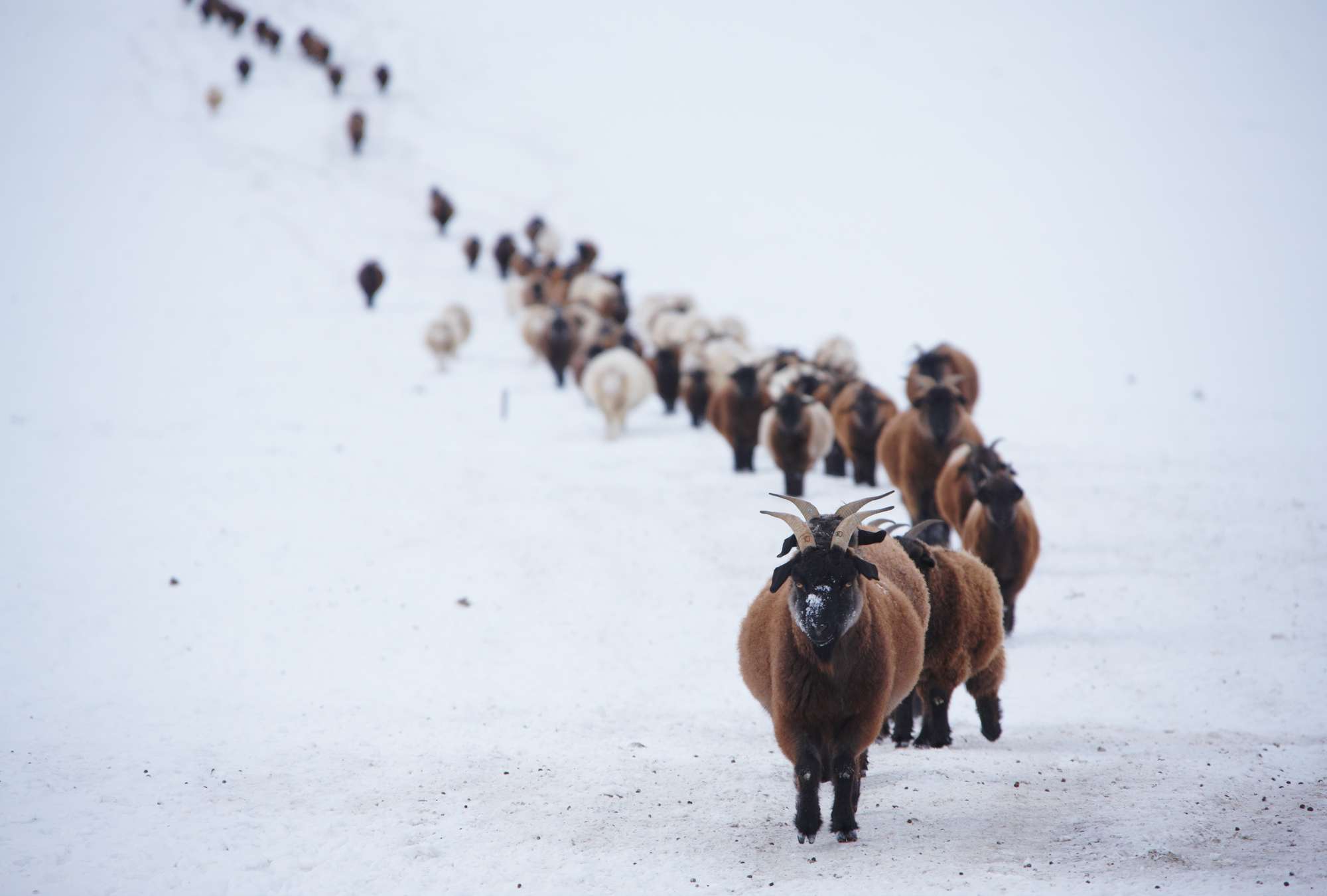             Herde – Fototapete Tiere im Schnee
        