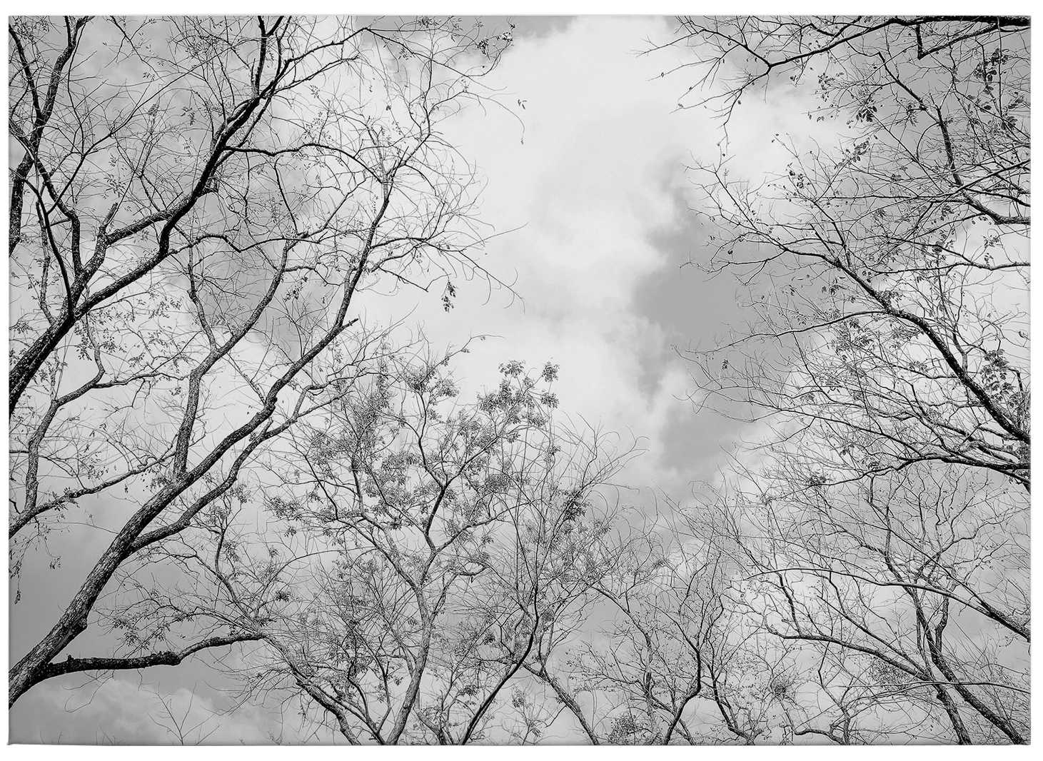             Schwarz-Weiß Leinwandbild Natur – 0,70 m x 0,50 m
        