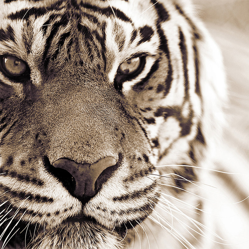 Tier Fototapete Nahaufnahme von Tiger – Perlmutt Glattvlies
