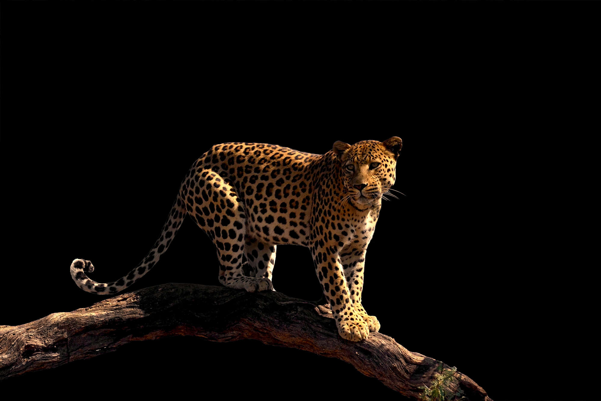             Leopard Fototapete auf einem Ast stehend auf Premium Glattvlies
        