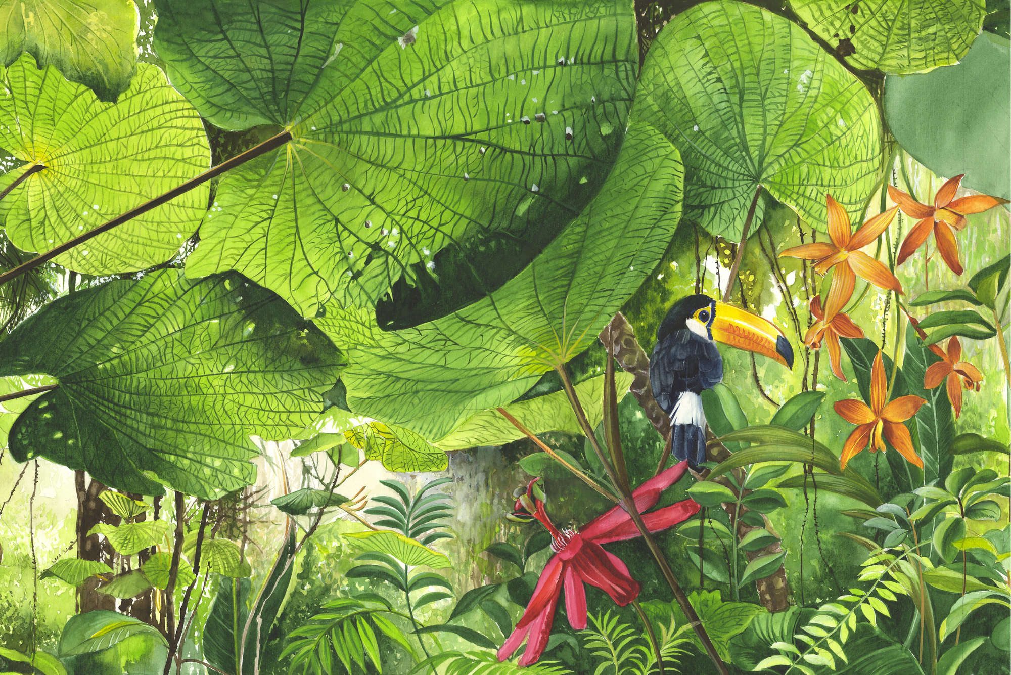             Fototapete Dschungel mit Tukan – Perlmutt Glattvlies
        