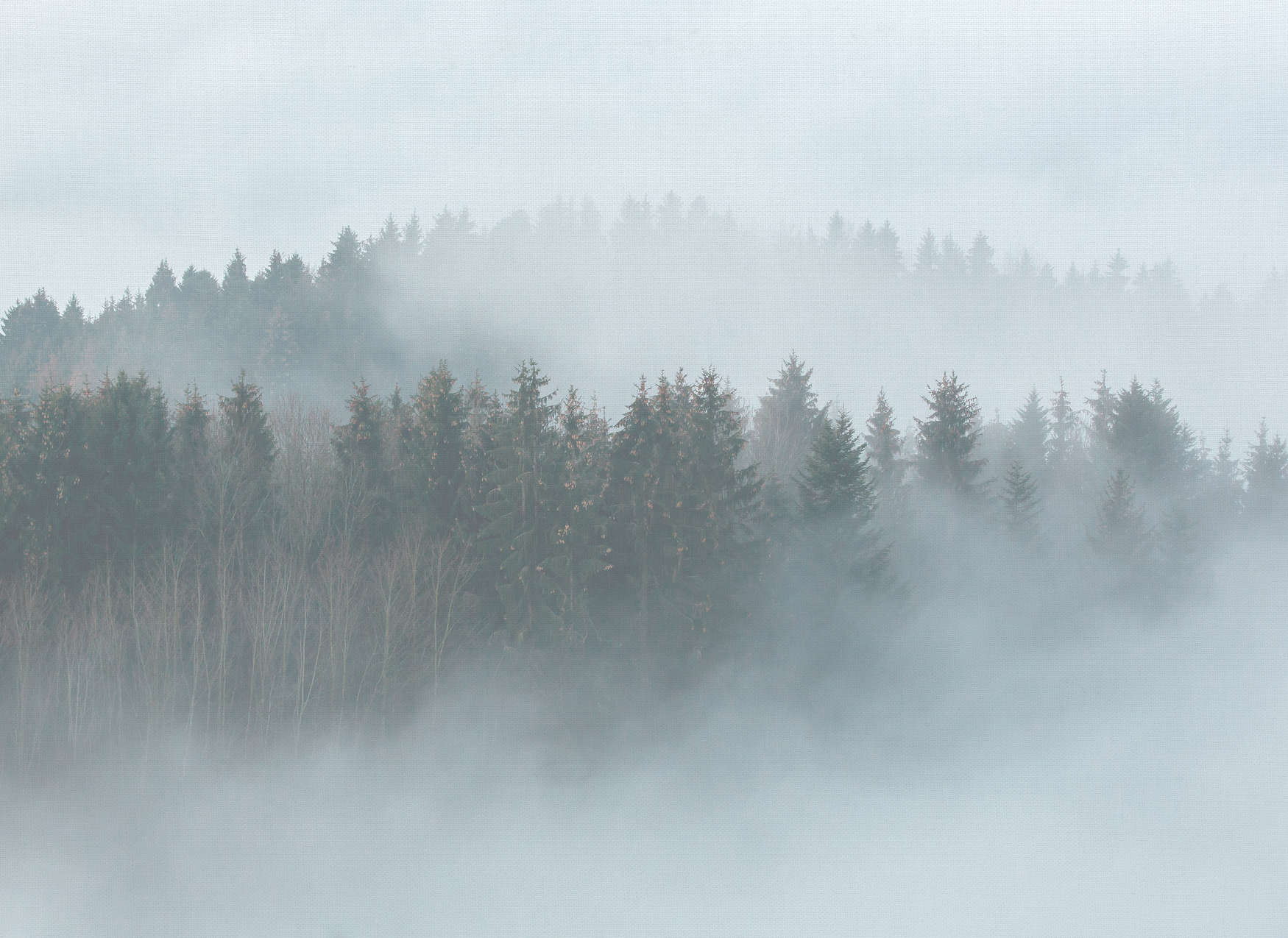             Geheimnisvoller Wald im Nebel – Weiß, Grün, Grau
        