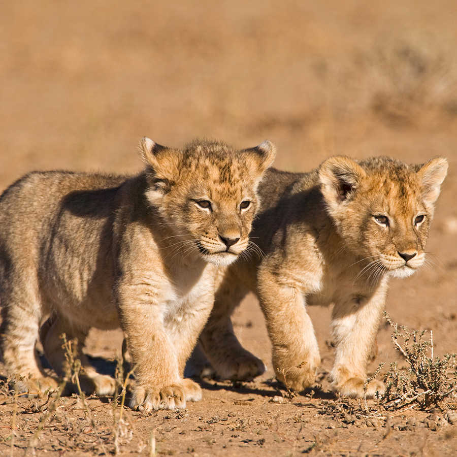Löwen Fototapete mit zwei Jungen in Freiheit auf Strukturvlies
