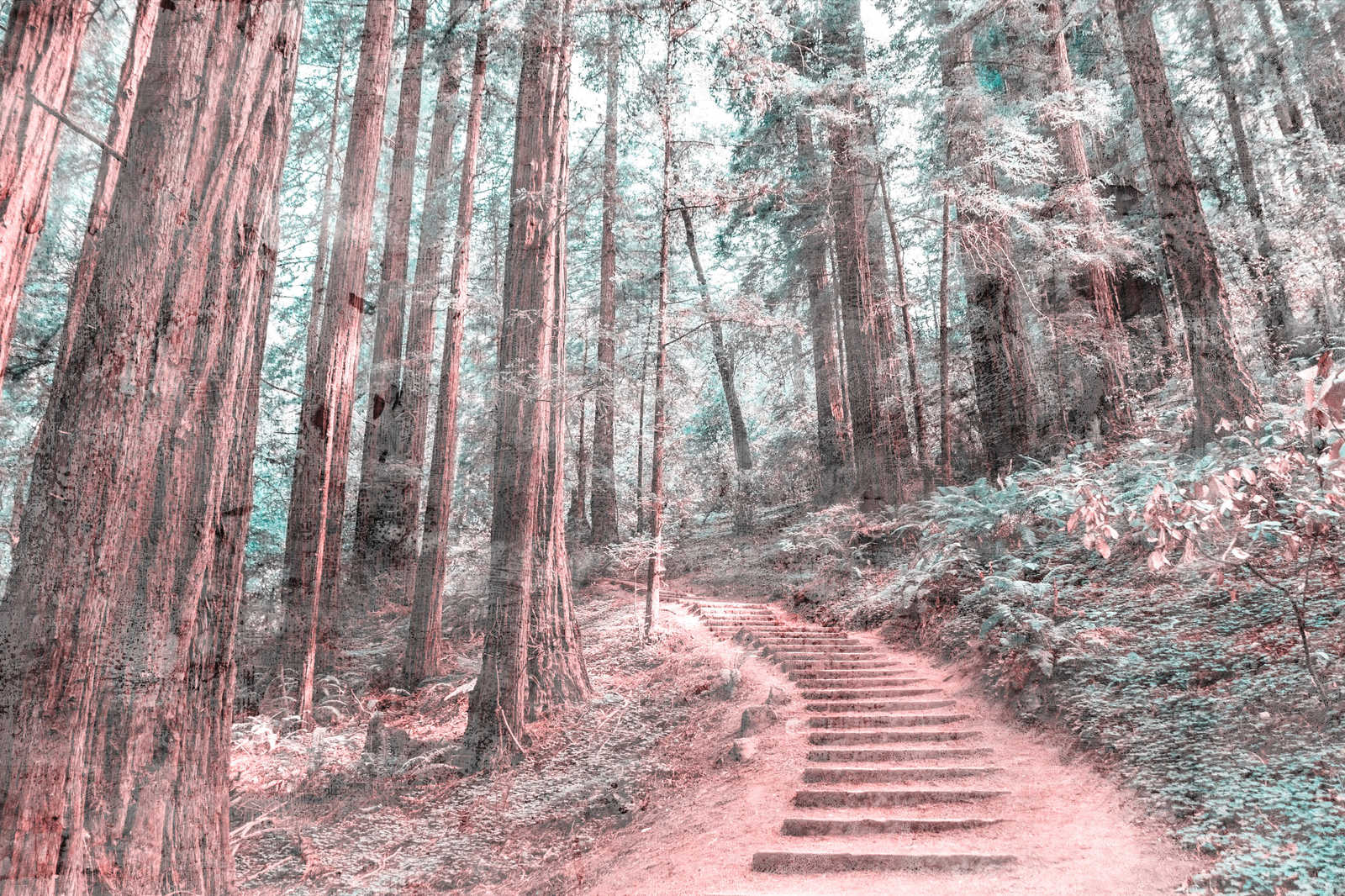             Leinwand mit Holztreppe durch den Wald | braun, grün, weiß – 0,90 m x 0,60 m
        