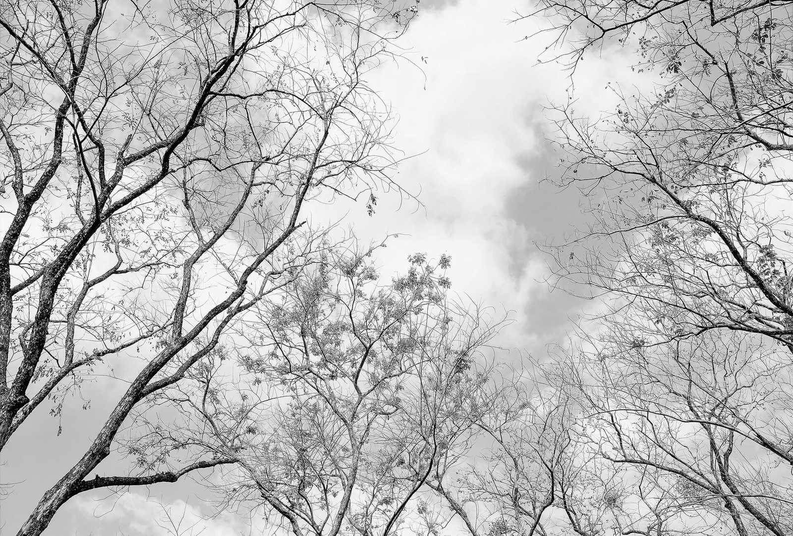         Schwarz-Weiß Fototapete Baumspitzen Natur Ausblick
    