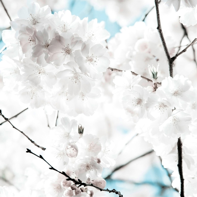 Fototapete Nahaufnahme von weißen Blüten – Perlmutt Glattvlies
