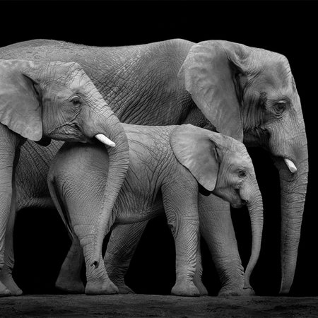        Fototapete Elefantenfamilie vor schwarzem Hintergrund
    