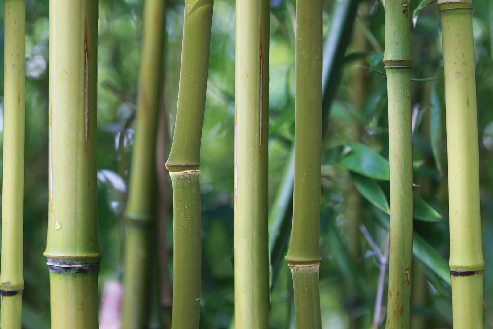             Bambus Leinwandbild Bambuswald mit Detailansicht – 1,20 m x 0,80 m
        