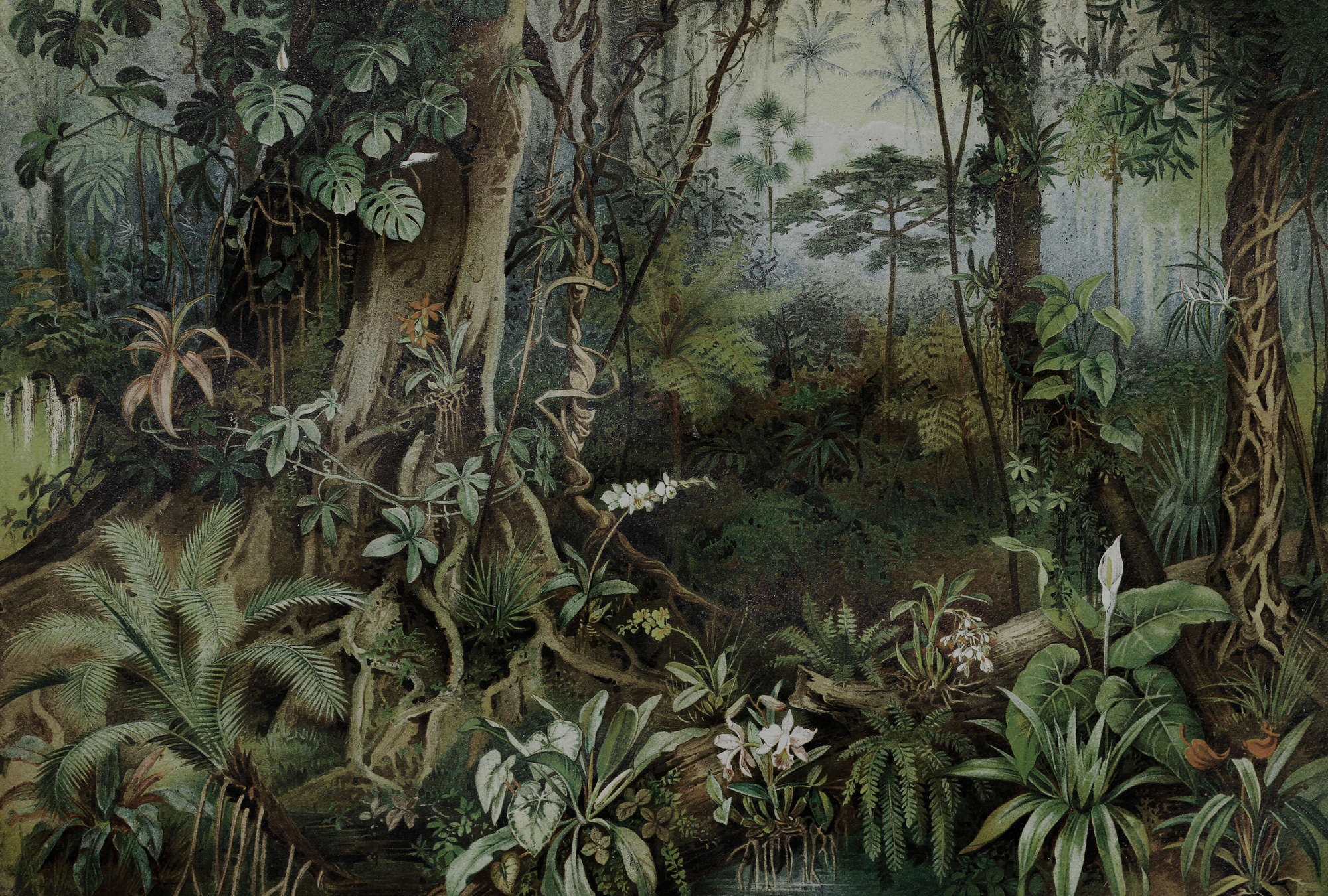             Dschungel Fototapete im Zeichenstil – Walls by Patel
        