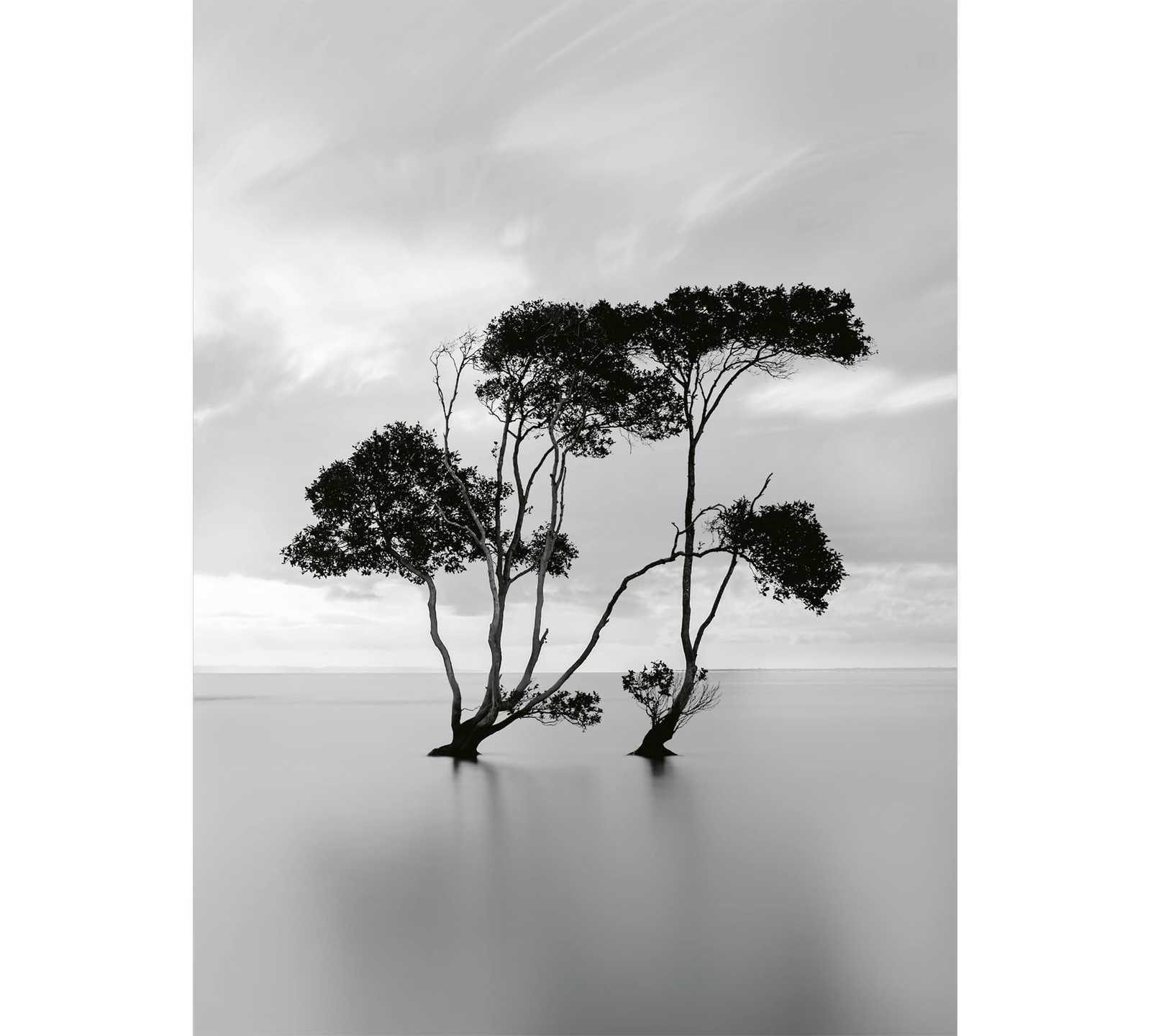         Fototapete ruhiges Gewässer mit Baum – Weiß, Schwarz
    
