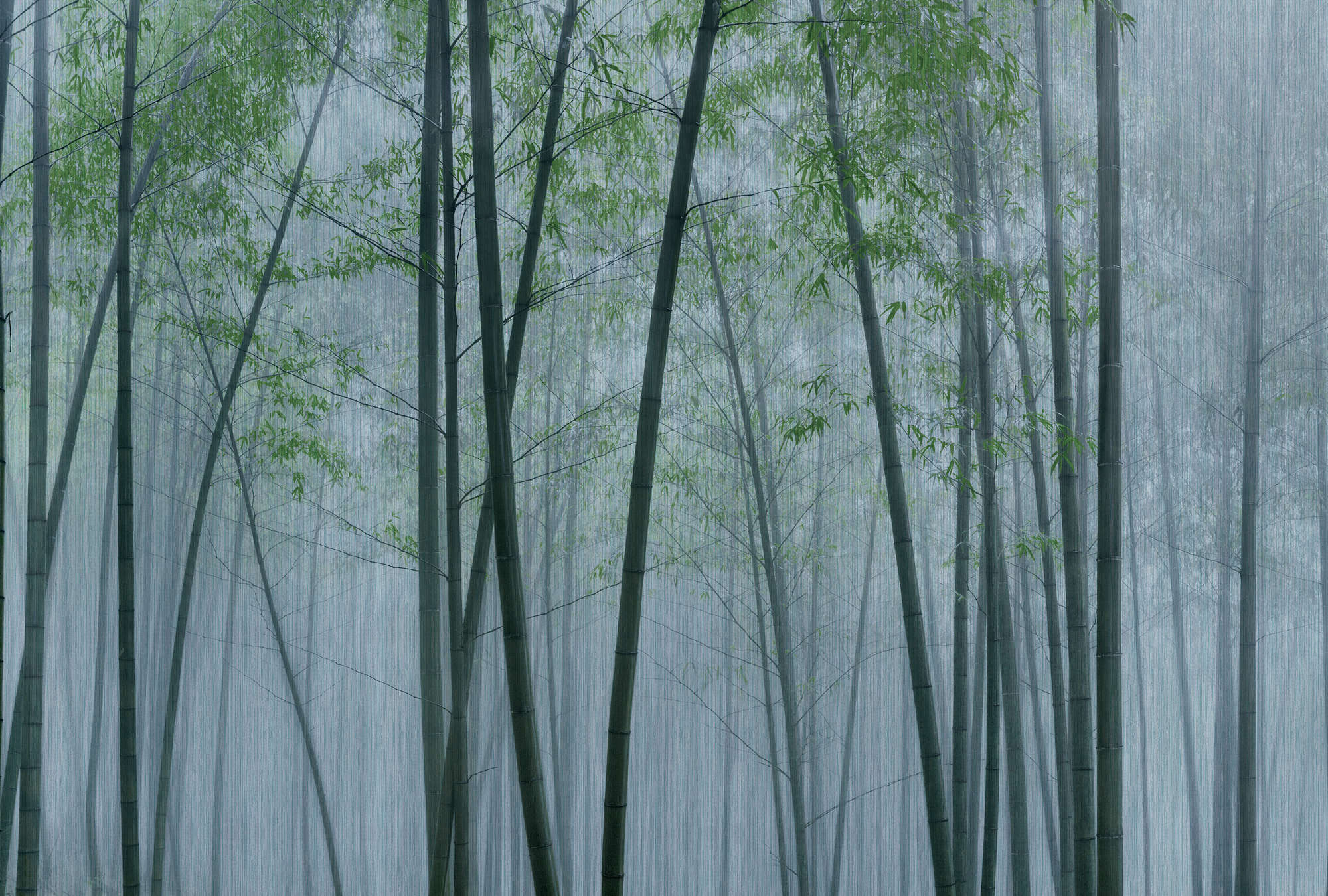             In the Bamboo 2 – Fototapete Bambus-Wald im Morgengrauen
        