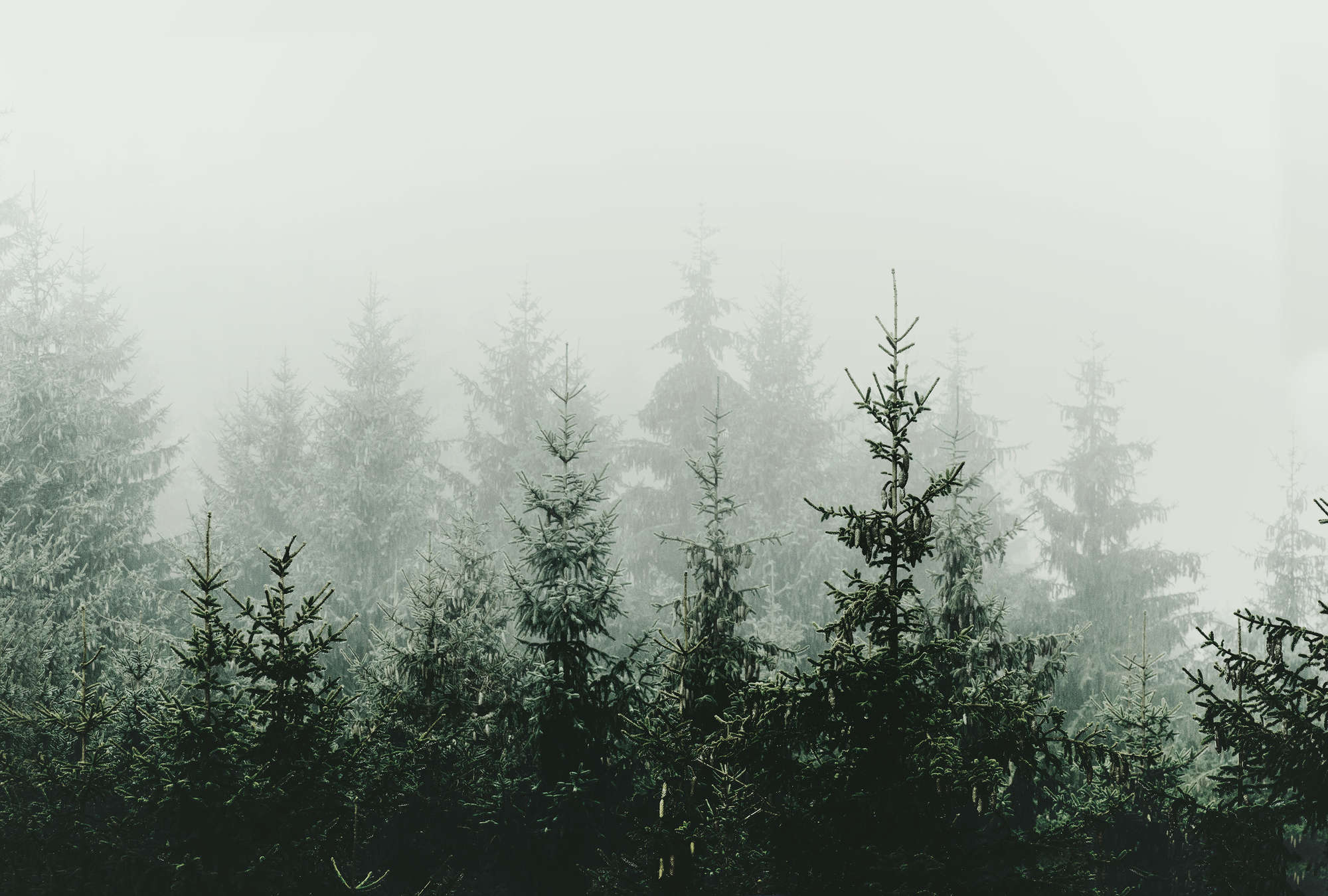             Fototapete Wald im Nebel immergrüne Tannen
        