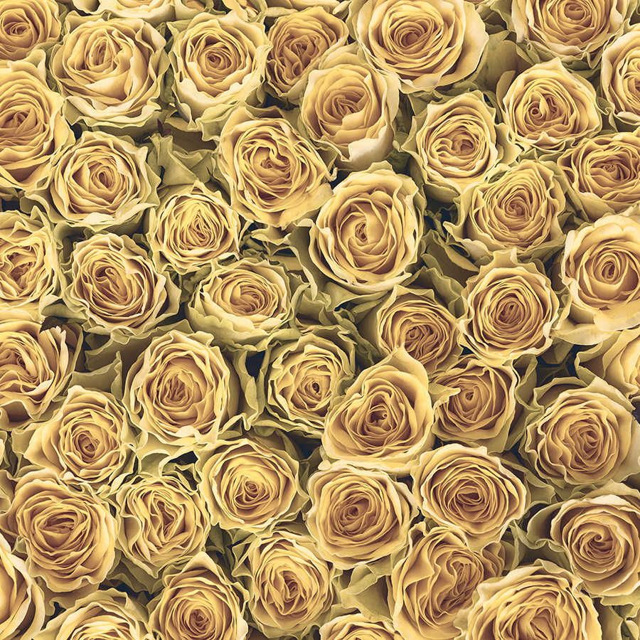 Pflanzen Fototapete goldene Rosen auf Premium Glattvlies
